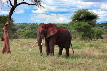 A large African elephant crossing the savannah