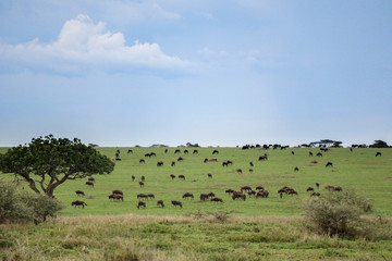 Fototapeta na wymiar Wild animals grazing in the plains of Kenya in Africa