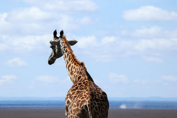 Giraffe walking in the African savannah