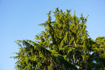 Lush treetop and blue sky