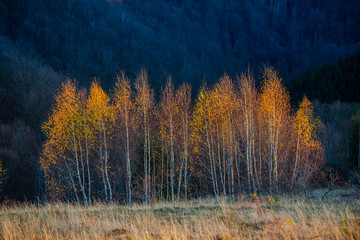 Fototapeta premium November birch in the morning