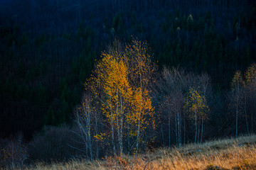 Fototapeta premium November birch in the morning