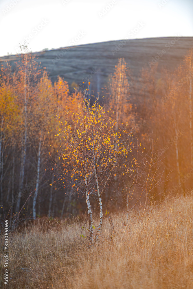 Poster November birch in the morning