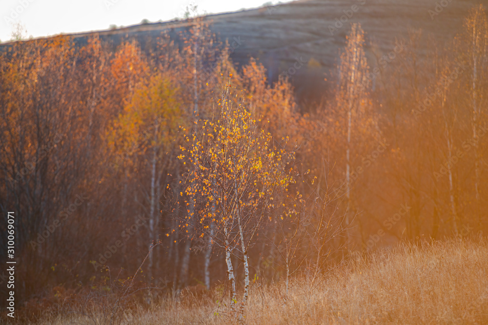 Sticker November birch in the morning