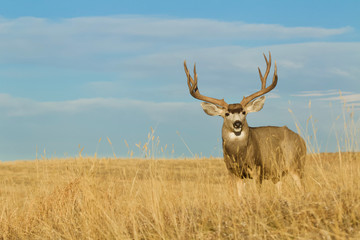 Large Buck Deer with trophy antlers in meadow with blue sky