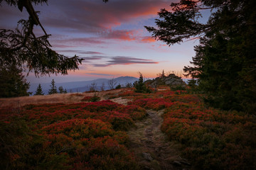 Fototapeta premium Waldkino