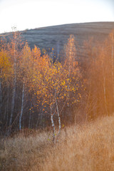 November birch in the morning