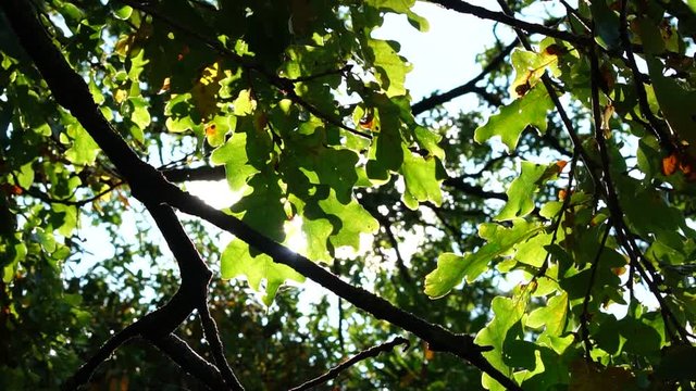 Sun breaking through oak leaves with a beautiful sunstar