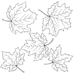 set of maple leaves in black and white, isolate on a white background
