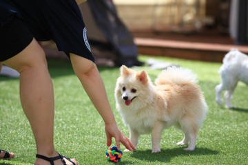 Happy puppies in a private playground 