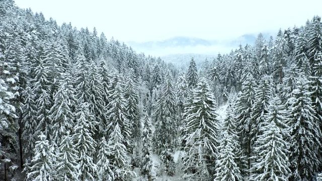 Low altitude fly over snowy mountain forest trees. Aerial view. Magic wintry nature. Drone shot.