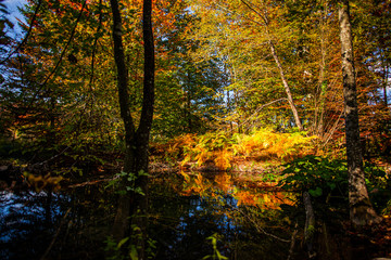 Autumn landscape in Plitvice Jezera Park, Croatia
