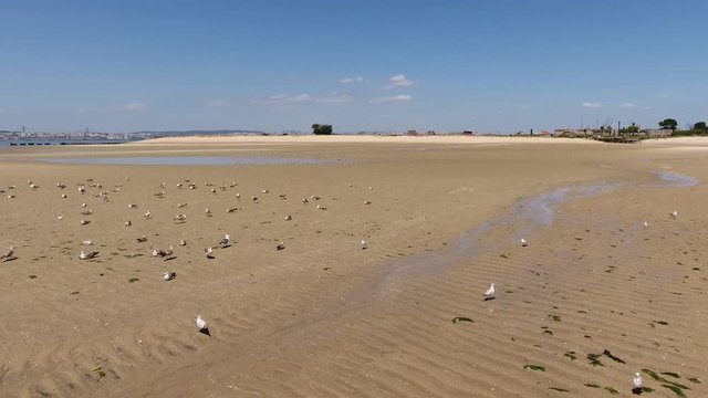 Seagulls on an empty beach aerial shot 