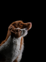 portrait of two dogs on a black background in the studio. Nova Scotia Duck Retriever and Jack...