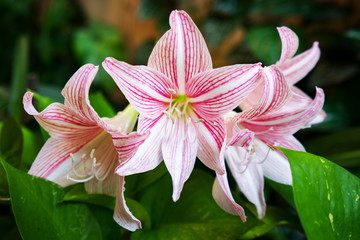 Lilium 