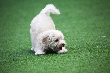 Happy puppies in a private playground