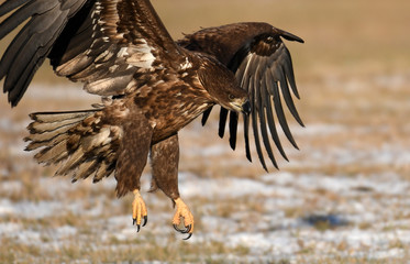 White tailed eagle (Haliaeetus albicilla)