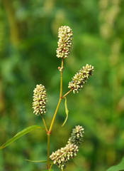 Weed Persicaria lapathifolia grows in the open ground