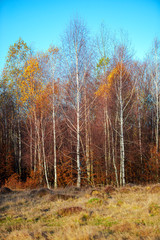 November birch trees landscape