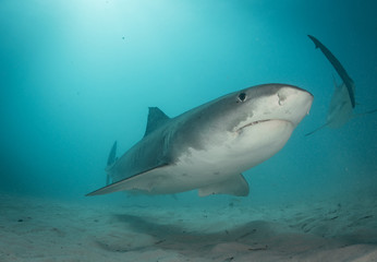 Fototapeta premium Tiger sharks at Tiger Beach, Bahamas
