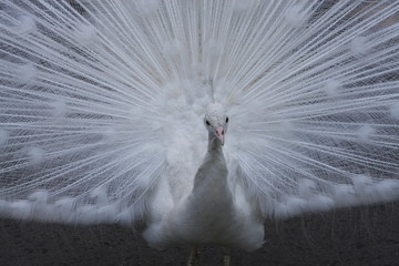 Fototapeta premium ZOO