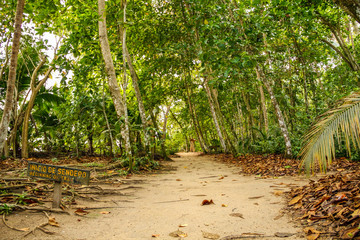 Cahuita National Park, walking along the jungle path. Costa Rica