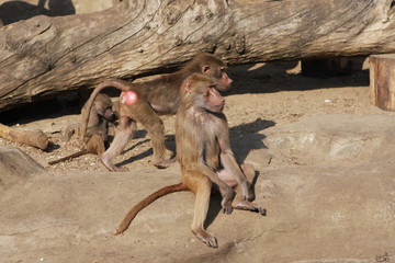 ZOO