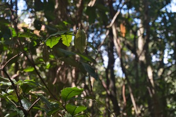 leaves of a tree