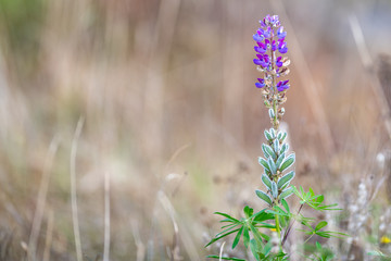 A purple lupin flower on a tall stem with half flower and half seed.