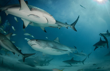 Obraz premium Tiger sharks at Tiger Beach, Bahamas