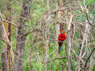 Crimson Rosella Head On