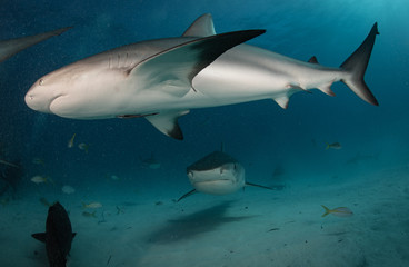Obraz na płótnie Canvas Tiger sharks at Tiger Beach, Bahamas