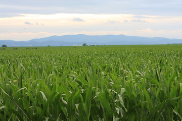 Obraz premium Strzelin