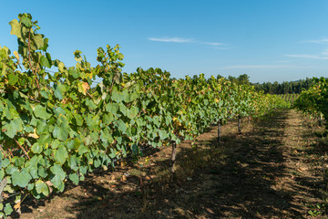 Fototapeta na wymiar Vineyards at sunset in autumn harvest. Ripe grapes in fall. Alvarinho wine vineyards in Portugal.