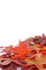 autumn red and yellow leaves of japanese maple momiji on a white background