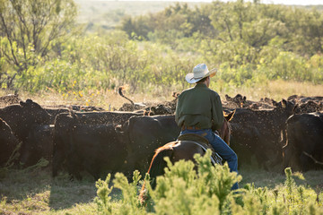 Obraz premium Working Texas Cowboy