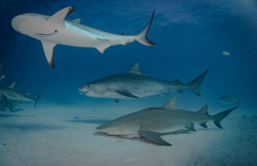Tiger sharks at Tiger Beach, Bahamas
