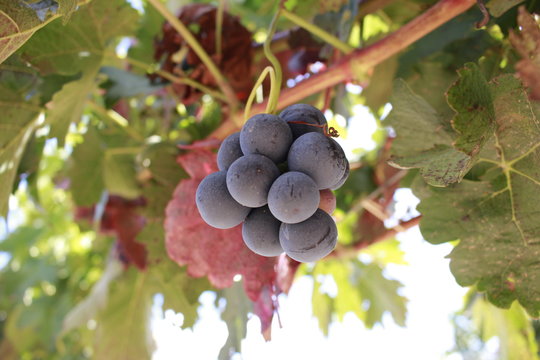Uvas vi&ntilde;edos