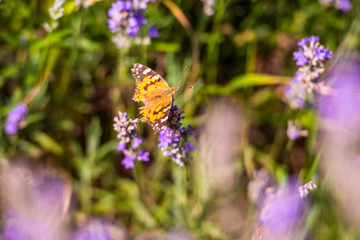 Lavander flowers field