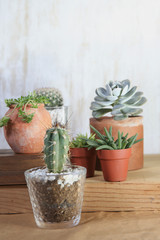 growing of cactus and succulent plants at home. interior planting