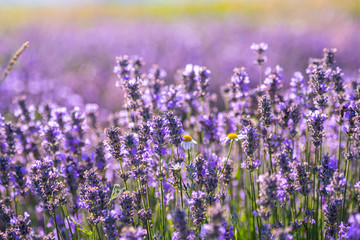 Obraz premium Lavander flowers field