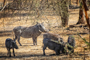 Warthog, Phacochoerus aethiopicus and his babies stand on a dirt road in Bandia reserve, Senegal. It is a wildlife photo in safari from Africa.