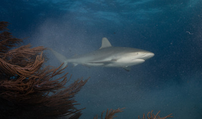 Fototapeta premium Reef and Lemon sharks at Tiger Beach, Bahamas
