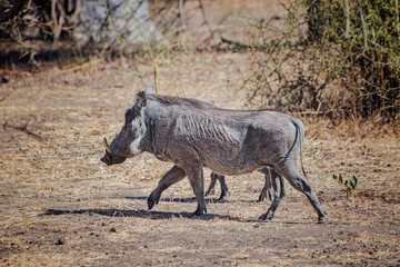 Warthog , Phacochoerus aethiopicus is running along a dirt road for safari in Bandia reserve, Senegal. It is a wildlife photo from Africa.