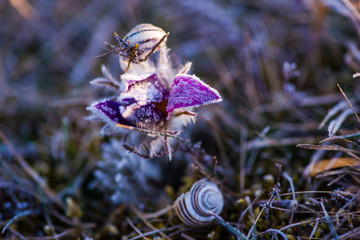 Wild pulsatilla flower in the morning with dew