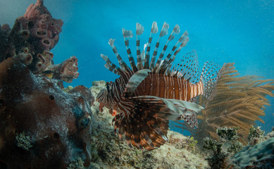 Naklejka na ściany i meble Tropical fish in the Bahamas over a coral reef