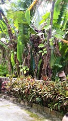 banana tree in the garden