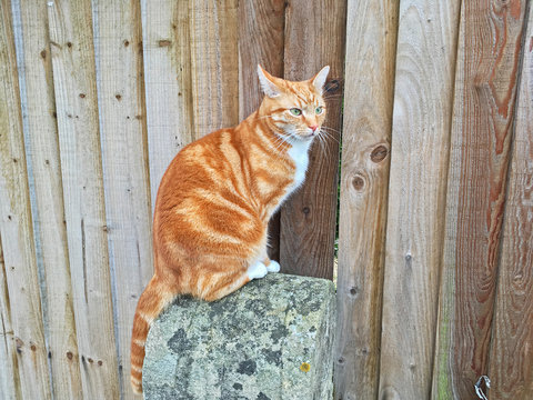 A Ginger Cat Sitting On A Fence Post