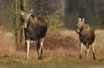 Elk / Moose (Alces alces) close up