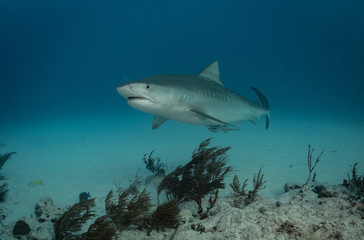 Tiger sharks at Tiger Beach, Bahamas